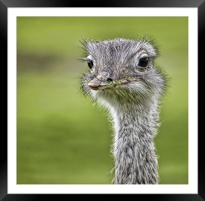 Ostrich Framed Mounted Print by Sam Smith