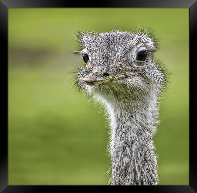 Ostrich Framed Print by Sam Smith