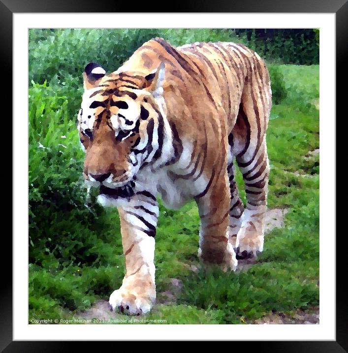 Striped Fury Framed Mounted Print by Roger Mechan