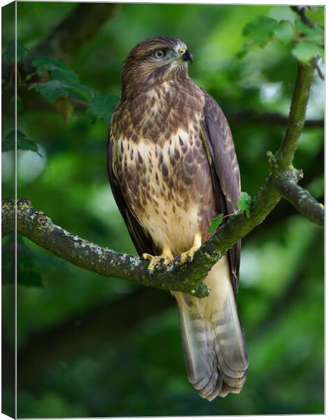 Common Buzzard Portrait Canvas Print by Tommy Dickson