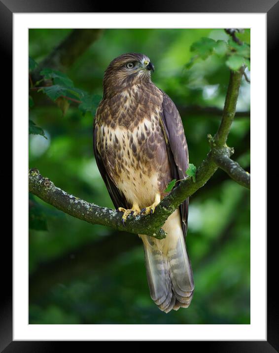 Common Buzzard Portrait Framed Mounted Print by Tommy Dickson