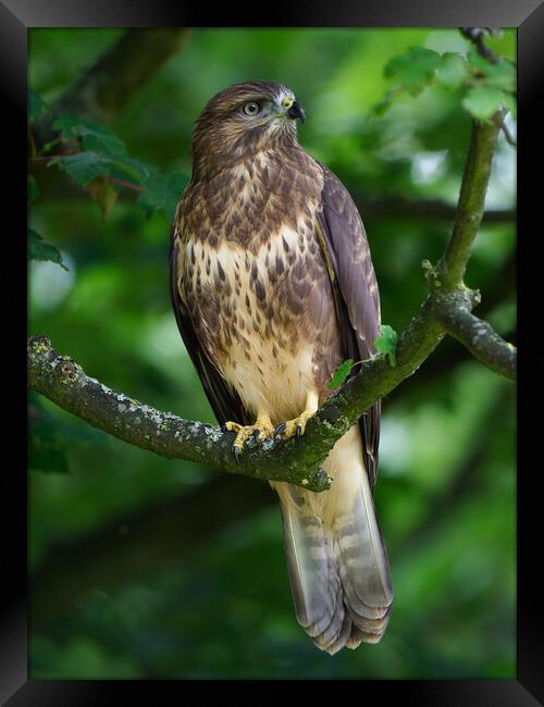 Common Buzzard Portrait Framed Print by Tommy Dickson