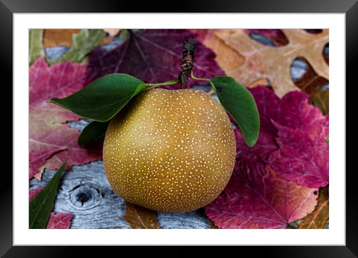 Ripe organic pear fruit during the autumn season Framed Mounted Print by Thomas Baker