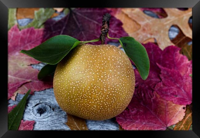 Ripe organic pear fruit during the autumn season Framed Print by Thomas Baker