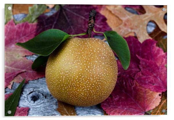Ripe organic pear fruit during the autumn season Acrylic by Thomas Baker