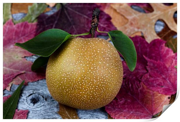 Ripe organic pear fruit during the autumn season Print by Thomas Baker