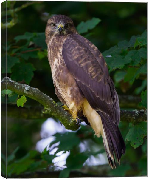 A common buzzard (hawk) perched on a tree branch Canvas Print by Tommy Dickson