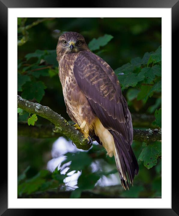 A common buzzard (hawk) perched on a tree branch Framed Mounted Print by Tommy Dickson