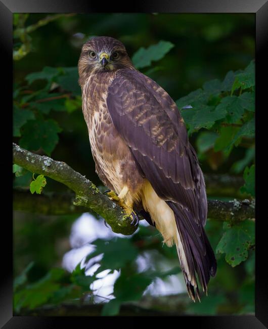 A common buzzard (hawk) perched on a tree branch Framed Print by Tommy Dickson