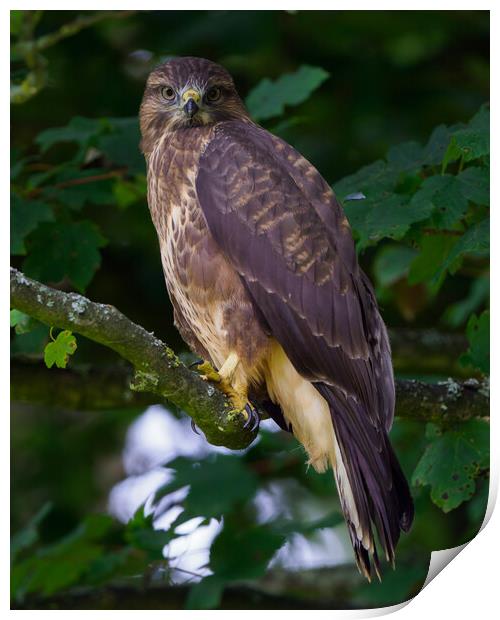 A common buzzard (hawk) perched on a tree branch Print by Tommy Dickson