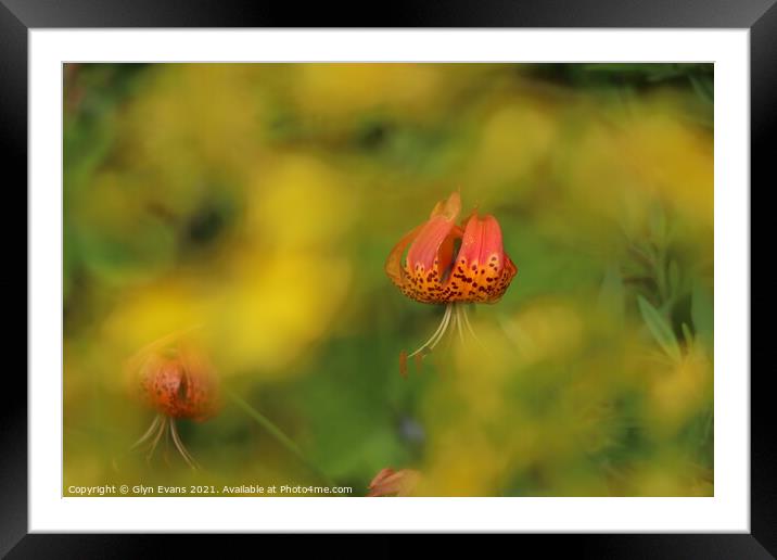 Martagon Lilly Framed Mounted Print by Glyn Evans