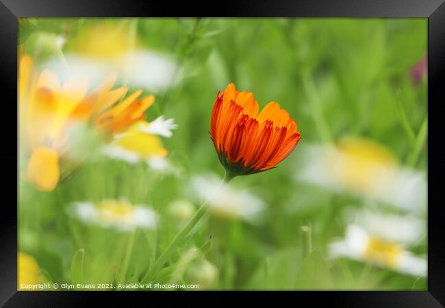 Marigold. Framed Print by Glyn Evans