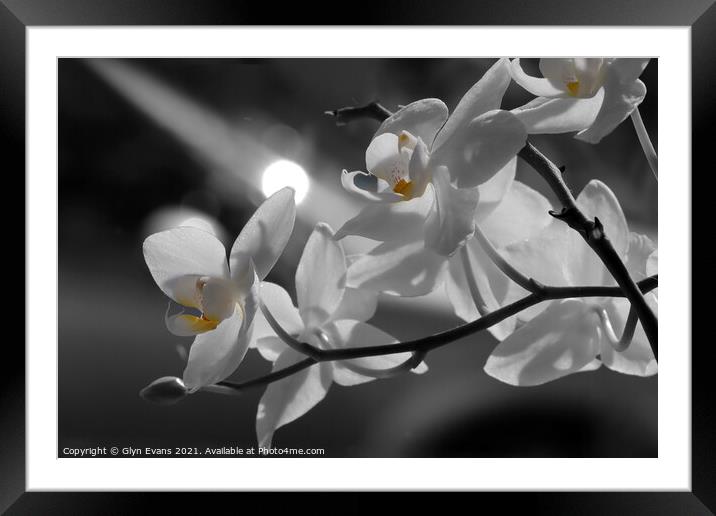  Orchids in the moonlight Framed Mounted Print by Glyn Evans