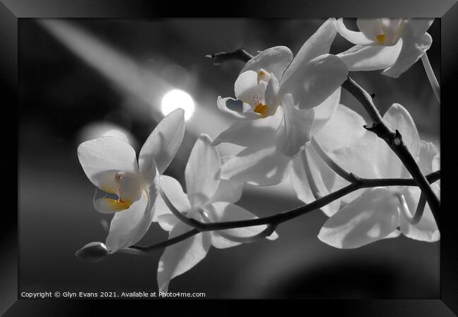  Orchids in the moonlight Framed Print by Glyn Evans