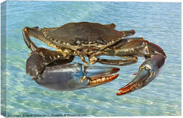 Live Australian Giant Mud Crab closeup. Canvas Print by Geoff Childs