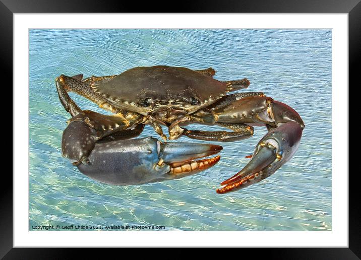 Live Australian Giant Mud Crab closeup. Framed Mounted Print by Geoff Childs