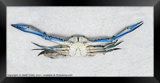 Colourful Live male Blue Swimmer Crab. Underbelly view. Framed Print by Geoff Childs