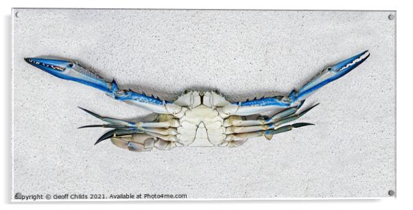 Colourful Live male Blue Swimmer Crab. Underbelly view. Acrylic by Geoff Childs