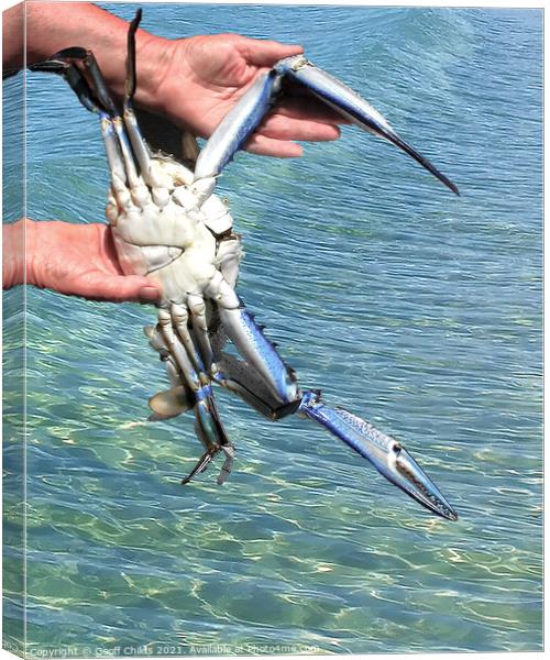 Colourful Live Blue Swimmer Crab. AKA Blue Crab. Canvas Print by Geoff Childs