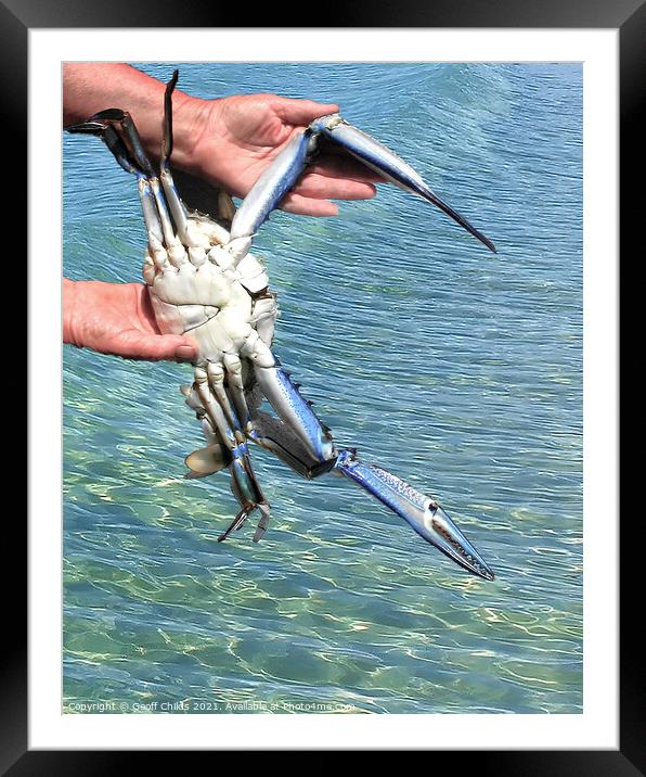 Colourful Live Blue Swimmer Crab. AKA Blue Crab. Framed Mounted Print by Geoff Childs