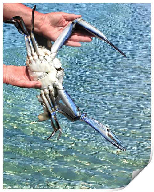 Colourful Live Blue Swimmer Crab. AKA Blue Crab. Print by Geoff Childs
