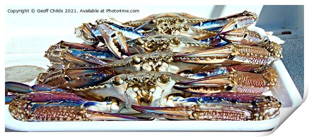 Live Blue SWimmer Crab. Ready for the cooking pot. Print by Geoff Childs