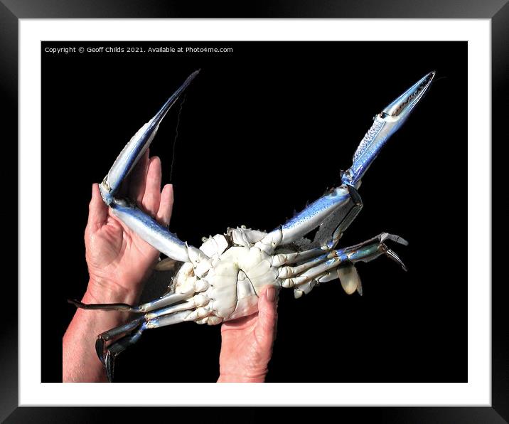 Colourful Live Blue Swimmer Crab. Isolated on black. Framed Mounted Print by Geoff Childs