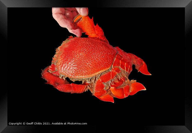 Seafood serving of cooked Spanner or Red Frog Crab. Framed Print by Geoff Childs