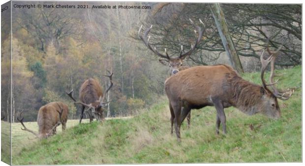 Majestic Red Deer in Lush Greenery Canvas Print by Mark Chesters