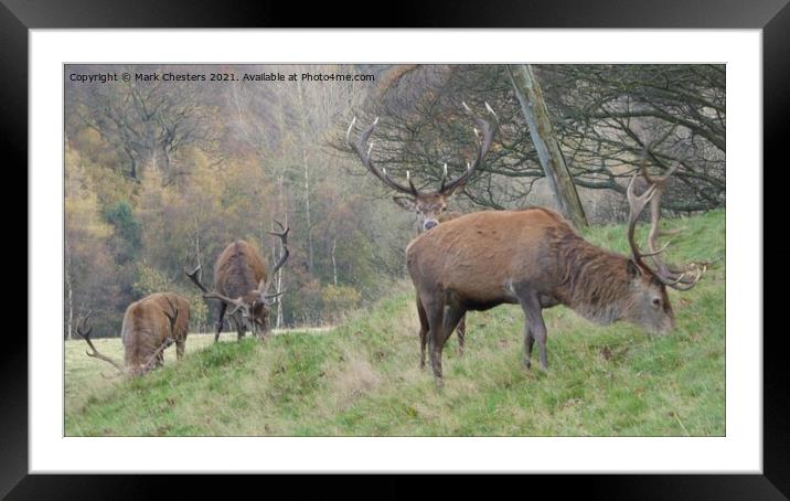 Majestic Red Deer in Lush Greenery Framed Mounted Print by Mark Chesters
