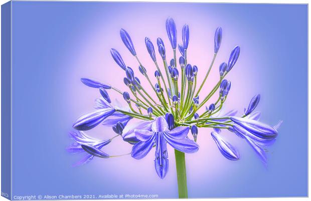 Agapanthus Flower Canvas Print by Alison Chambers