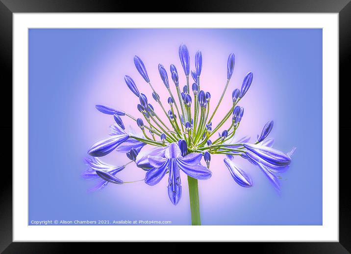 Agapanthus Flower Framed Mounted Print by Alison Chambers
