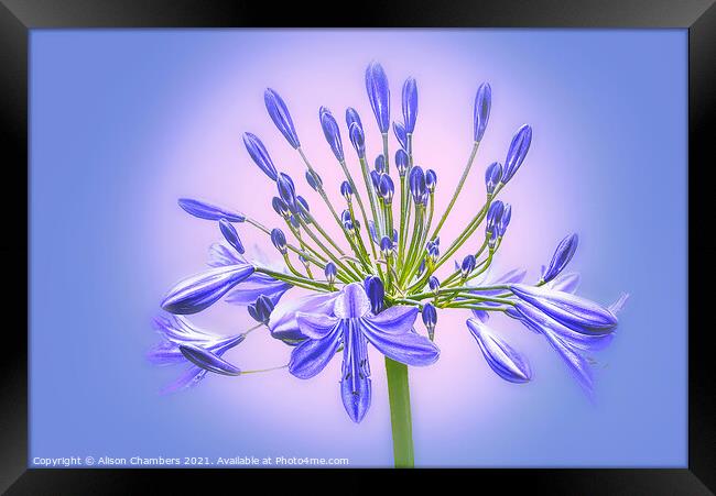 Agapanthus Flower Framed Print by Alison Chambers