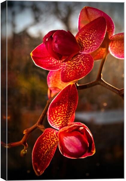Red Purple Orchid Flower Flowering Plant Canvas Print by Andy Evans Photos