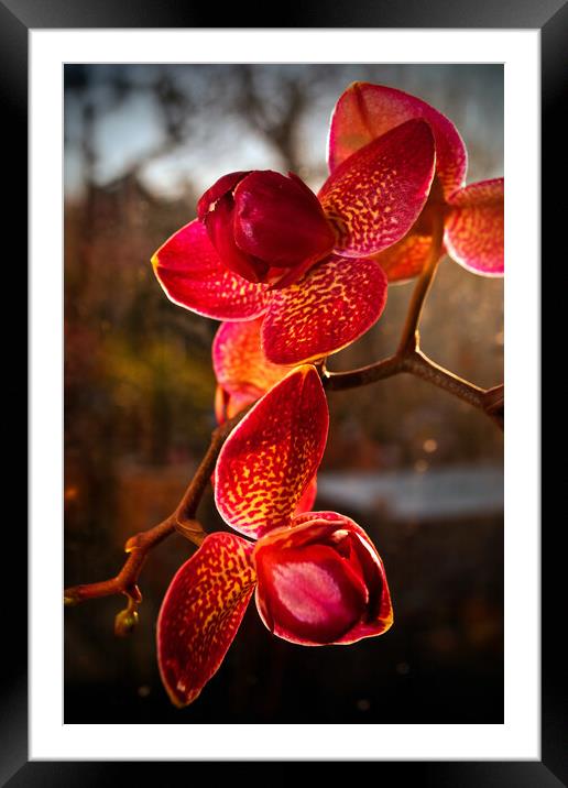 Red Purple Orchid Flower Flowering Plant Framed Mounted Print by Andy Evans Photos