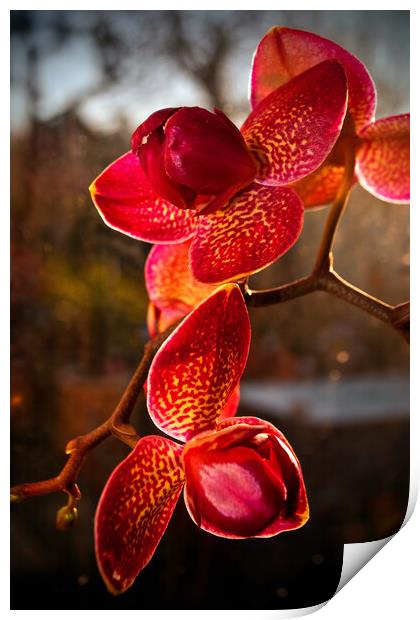 Red Purple Orchid Flower Flowering Plant Print by Andy Evans Photos