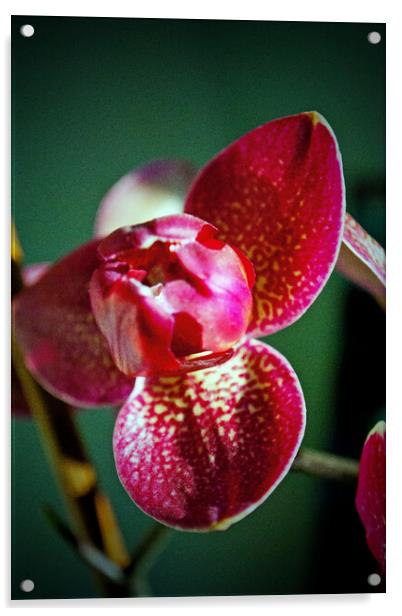 Red Purple Orchid Flower Flowering Plant Acrylic by Andy Evans Photos