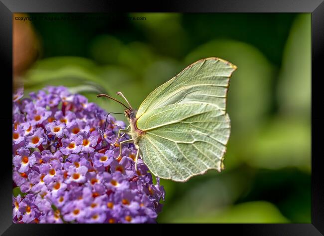  Common Brimstone Butterfly. Framed Print by Angela Aird
