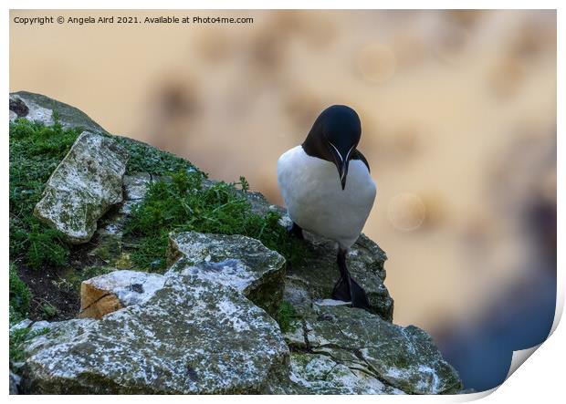 Razorbill. Print by Angela Aird