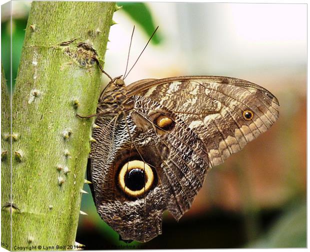 Giant Owl Butterfly Canvas Print by Lynn Bolt