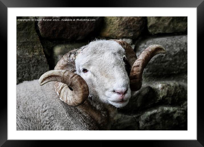 Handsome Sheep Portrait Framed Mounted Print by David Forster