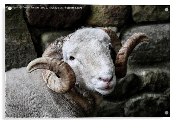 Handsome Sheep Portrait Acrylic by David Forster