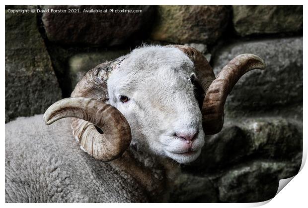 Handsome Sheep Portrait Print by David Forster