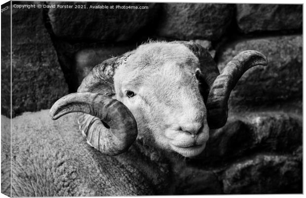 Handsome Sheep Portrait Canvas Print by David Forster