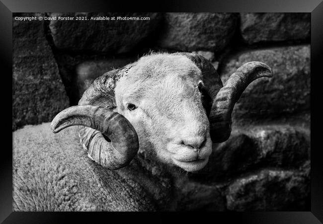 Handsome Sheep Portrait Framed Print by David Forster
