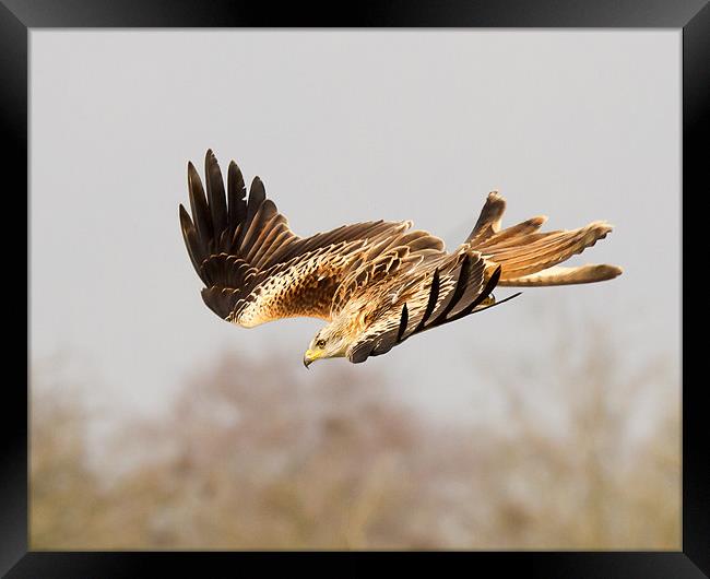 Kite Dive Framed Print by Andrew Haynes