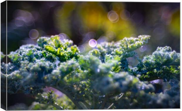 Kale cabbage growing in the garden Canvas Print by Laurent Renault