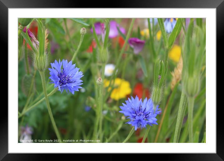 Meadow flowers Framed Mounted Print by Sara Royle