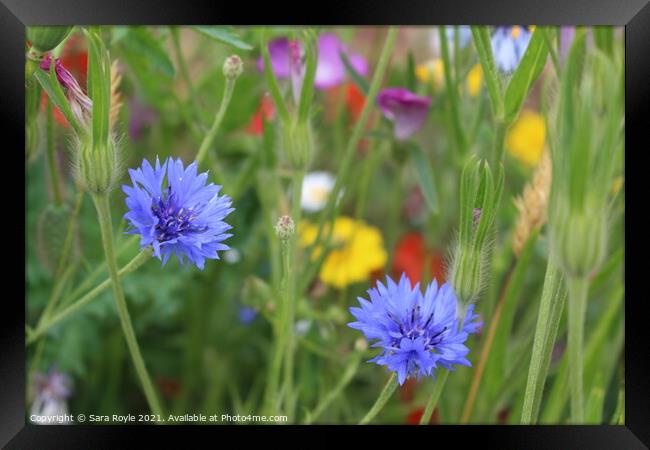 Meadow flowers Framed Print by Sara Royle