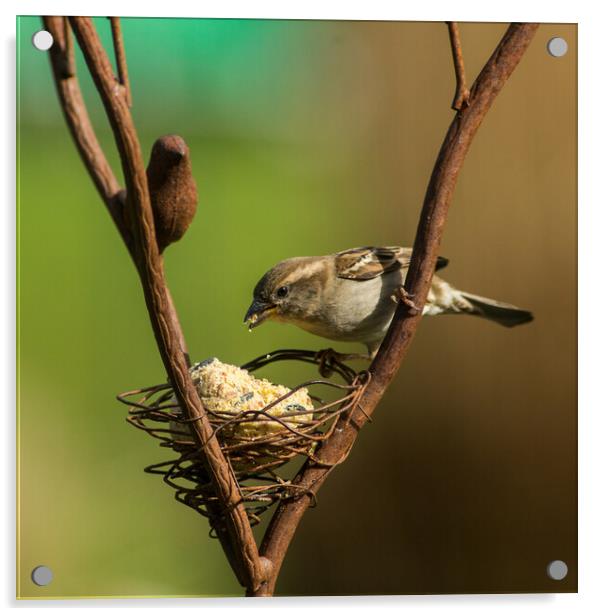 Wild bird pecking food from bird feeder Acrylic by Laurent Renault